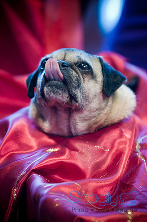 PugOWeen-3590