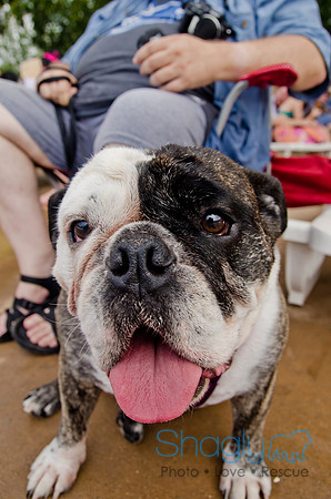 Wags and Waves 2011-303