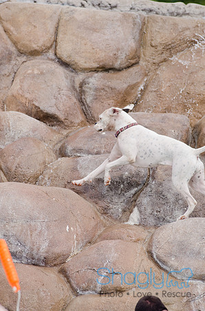 Wags and Waves 2011-127