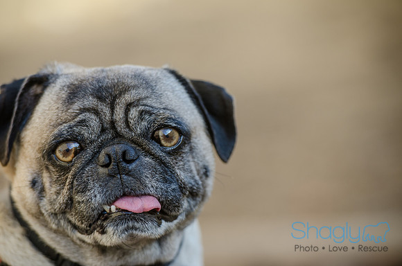DFW Pug Rescue Boarding Bungalow-18