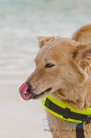 Wags and Waves 2011-497