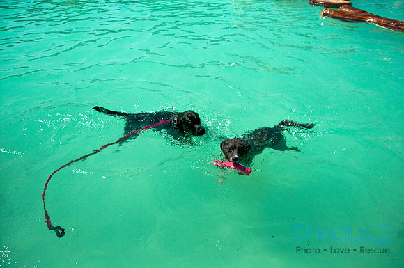 Wags and Waves-279