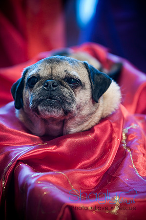 PugOWeen-3591