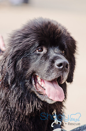 Wags and Waves 2011-470