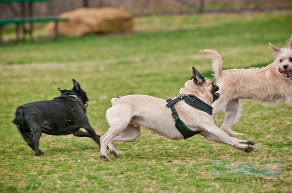 Pug Love Fun Run-131