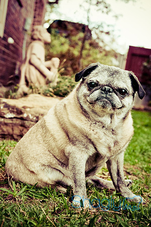 DFW Pug Rescue-125