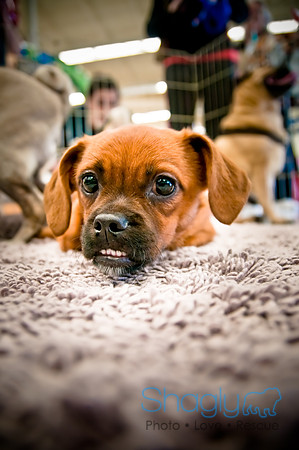 DFW Pug Rescue-12