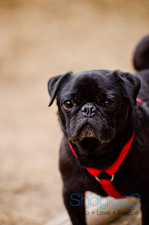 DFW Pug Rescue-The Boarding Bungalow-23