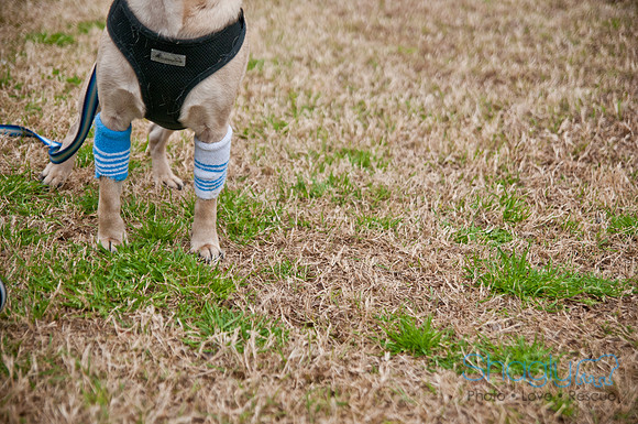 Pug Love Fun Run-74