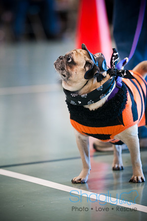 PugOWeen-3083