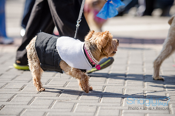 Krewe of Barkus 2012-236