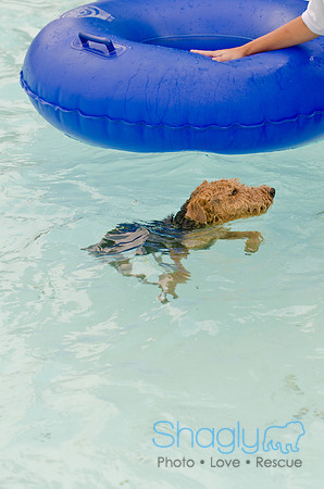 Wags and Waves 2011-98