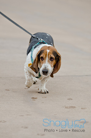 Wags and Waves 2011-31