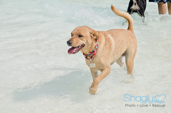 Wags and Waves 2011-431