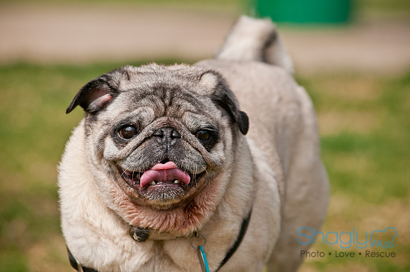 Pug Love Fun Run-163