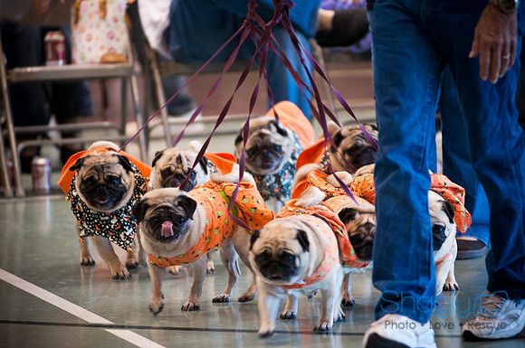 PugOWeen-3469