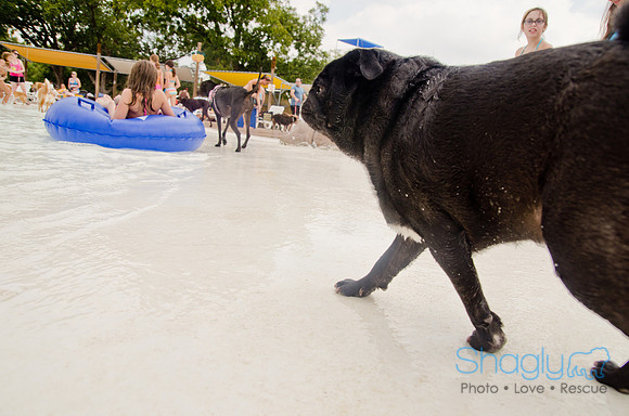 Wags and Waves 2011-321