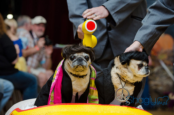 PugOween-198