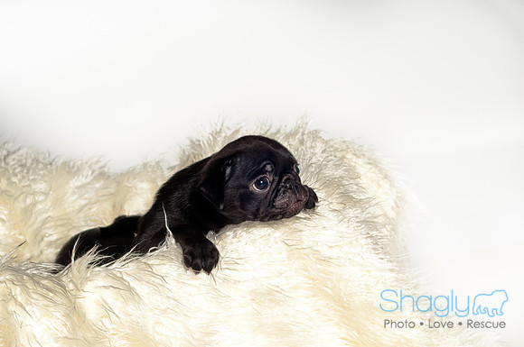 Baby Puggie Project-28
