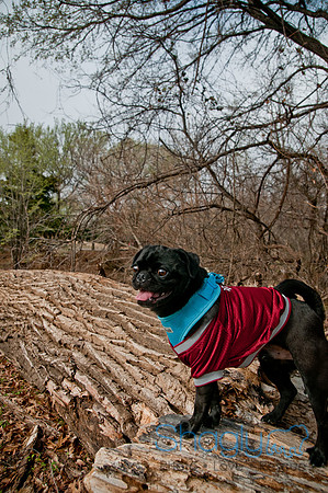 Pug Love Fun Run-31