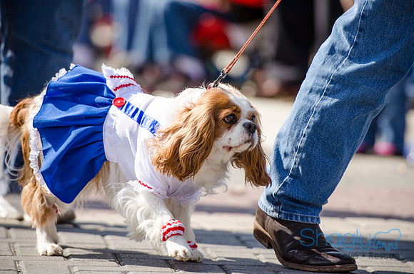 Krewe of Barkus 2012-247