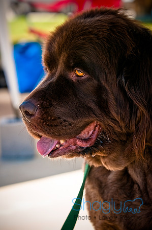 Prosper Pooch Party-9