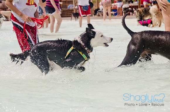 Wags and Waves 2011-252