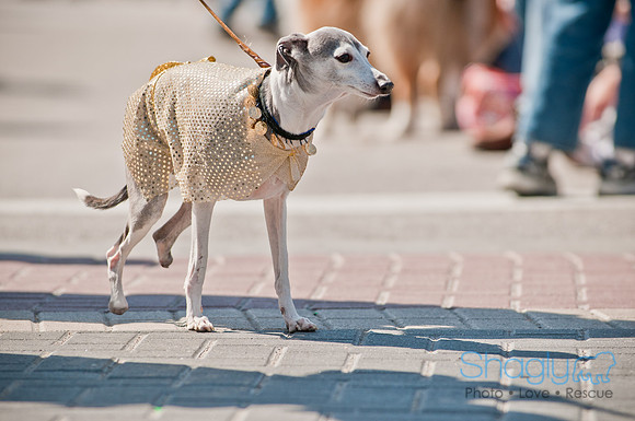 Krewe of Barkus 2011-70