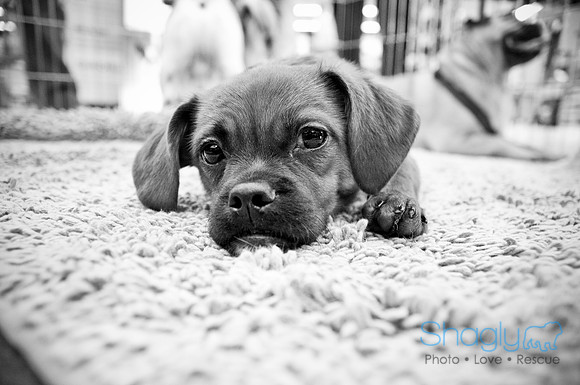 DFW Pug Rescue-17