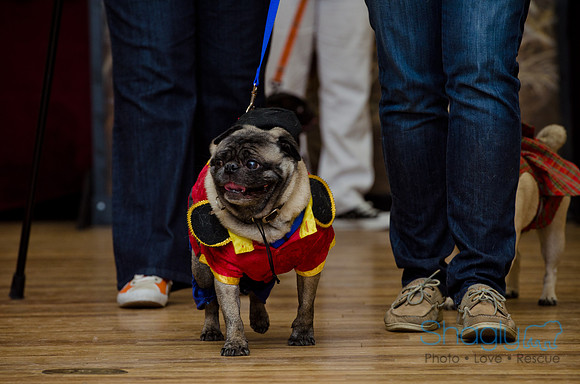 PugOween-208