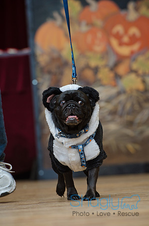 PugOween-39