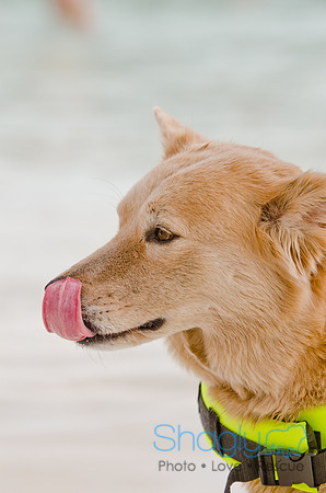 Wags and Waves 2011-495