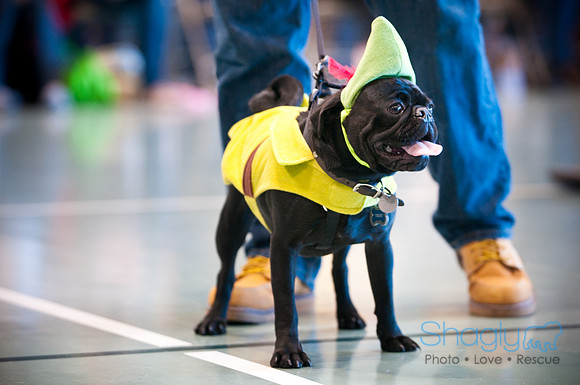 PugOWeen-2799