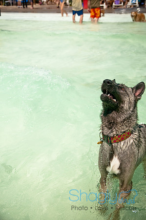 Wags and Waves-348