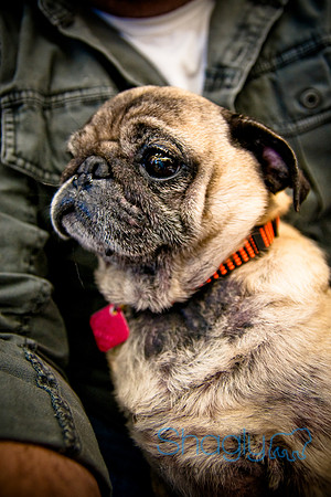 DFW Pug Rescue-45