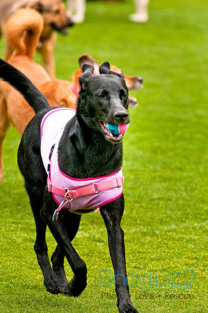 Dog Bowl 2010-29