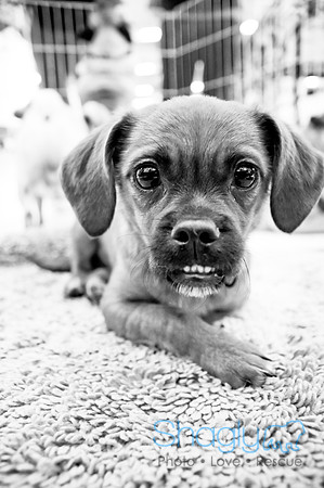 DFW Pug Rescue-14