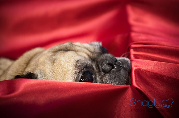 PugOWeen-3624