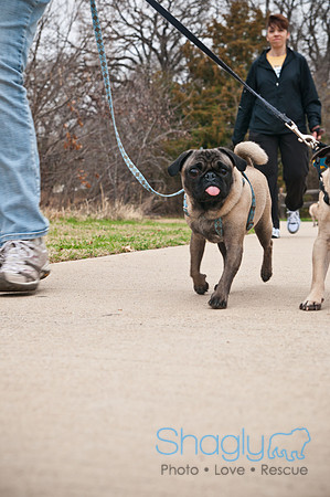 Pug Love Fun Run-23