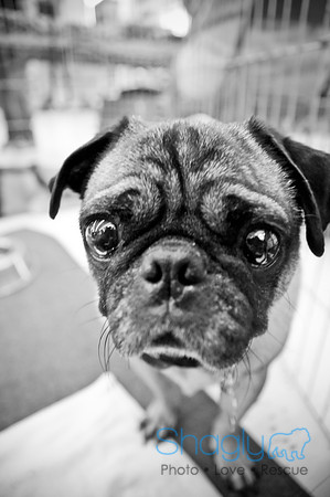 DFW Pug Rescue-36