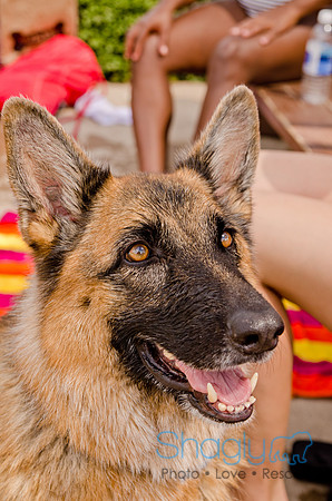 Wags and Waves 2011-229