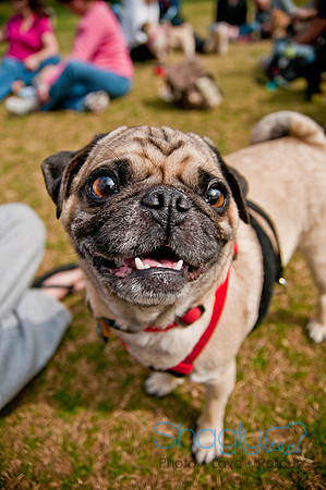 Pug Love Fun Run-239