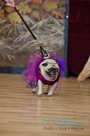 PugOween-64