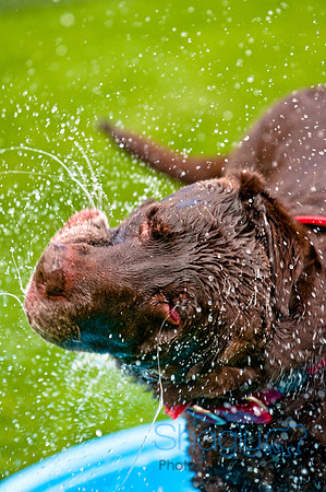 Dog Bowl 2010-83