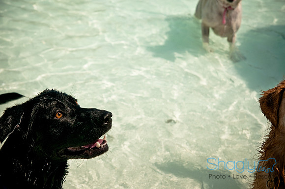 Wags and Waves-490