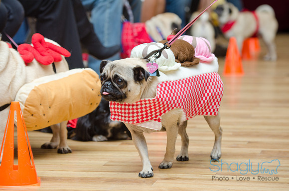 PugOween-48