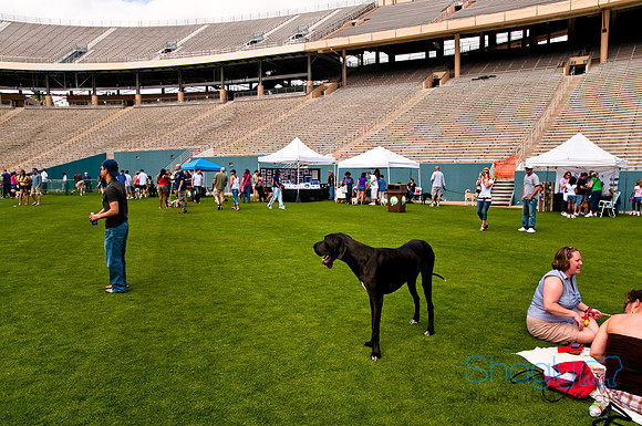 Dog Bowl 2010-99