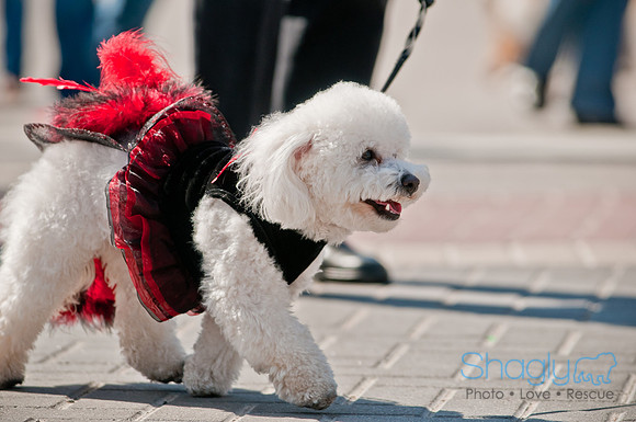Krewe of Barkus 2011-74