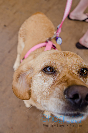 Wags and Waves 2011-301