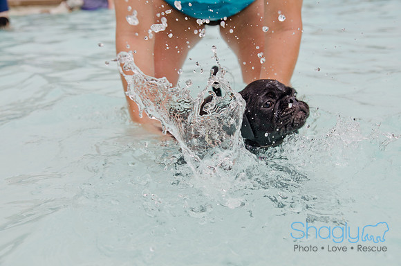 Wags and Waves 2011-209